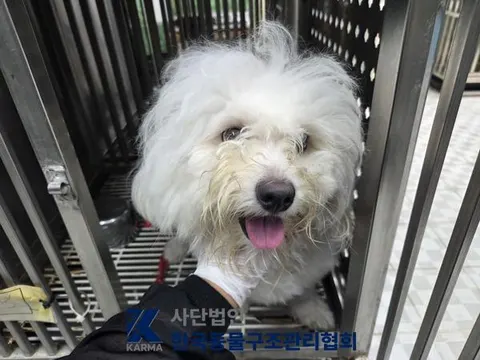 믹스견 · 00094, 가족을 기다리는 강아지