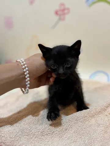 믹스묘 · 00284, 가족을 기다리는 고양이