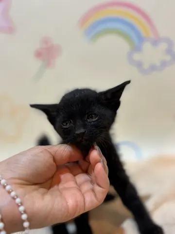 믹스묘 · 00283, 가족을 기다리는 고양이