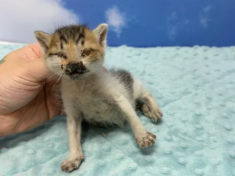 한국 고양이 · 00090, 가족을 기다리는 고양이