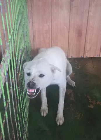 믹스견 · 00293, 가족을 기다리는 강아지
