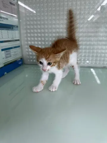 한국 고양이 · 00110, 가족을 기다리는 고양이