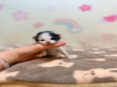 한국 고양이 · 00263, 가족을 기다리는 고양이