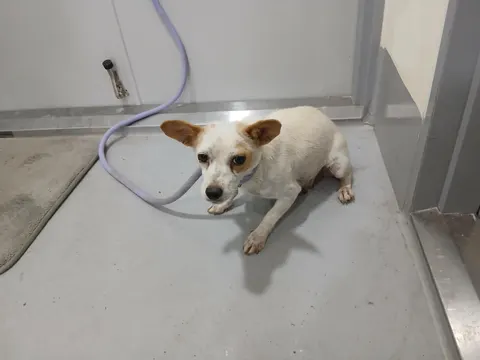 믹스견 · 00335, 가족을 기다리는 강아지