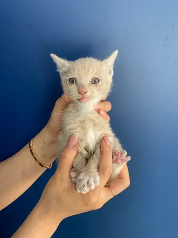 한국 고양이 · 00518, 가족을 기다리는 고양이