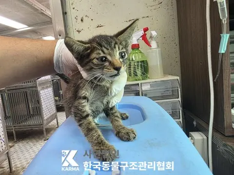 한국 고양이 · 00115, 가족을 기다리는 고양이