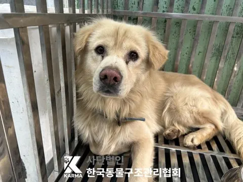 믹스견 · 00616, 가족을 기다리는 강아지