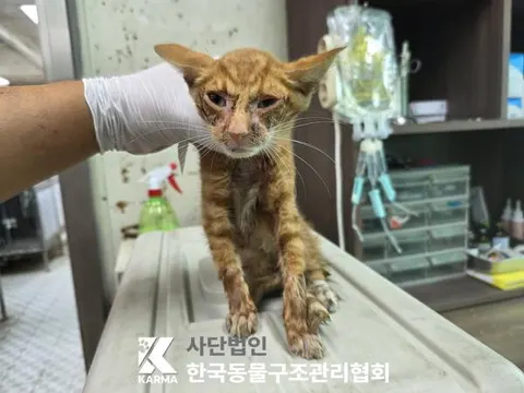 한국 고양이 · 00095, 가족을 기다리는 고양이