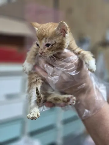 한국 고양이 · 00281, 가족을 기다리는 고양이