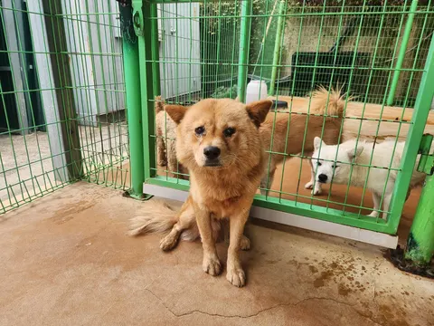 믹스견 · 00151, 가족을 기다리는 강아지