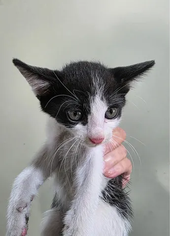 한국 고양이 · 00253, 가족을 기다리는 고양이