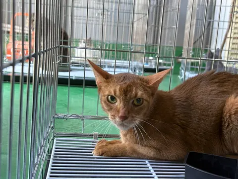 아비시니안 · 00613, 가족을 기다리는 고양이
