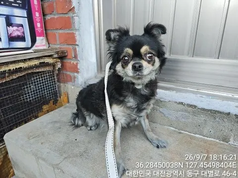 치와와 · 00153, 가족을 기다리는 강아지