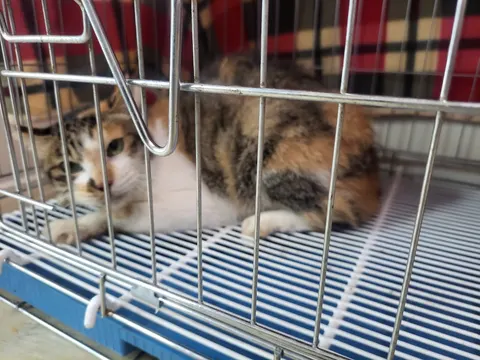 한국 고양이 · 00533, 가족을 기다리는 고양이