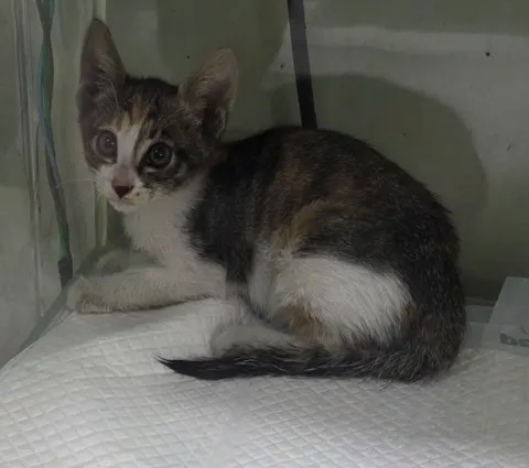 한국 고양이 · 00270, 가족을 기다리는 고양이
