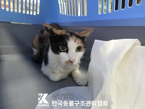 한국 고양이 · 00154, 가족을 기다리는 고양이