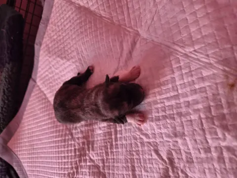 믹스견 · 00755, 가족을 기다리는 강아지
