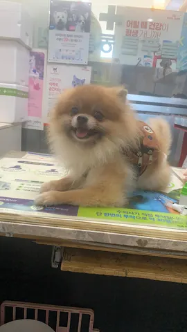 포메라니안 · 00384, 가족을 기다리는 강아지