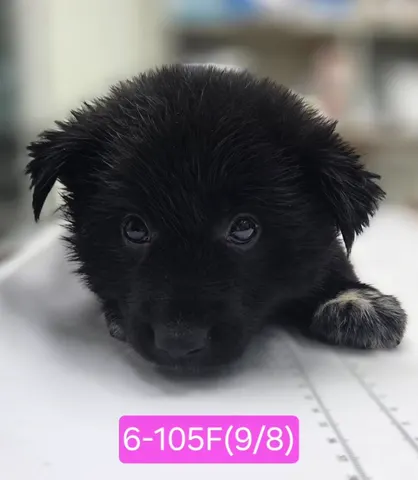 믹스견 · 00104, 가족을 기다리는 강아지