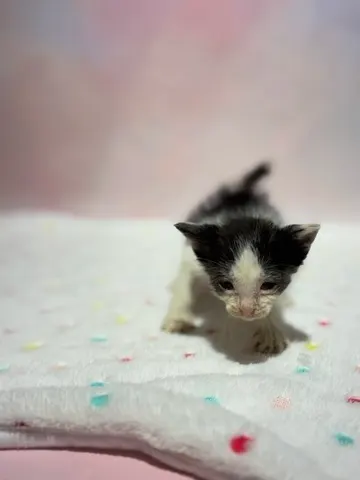 믹스묘 · 00179, 가족을 기다리는 고양이