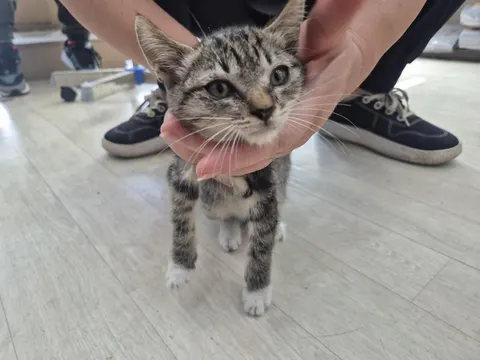 믹스묘 · 00497, 가족을 기다리는 고양이