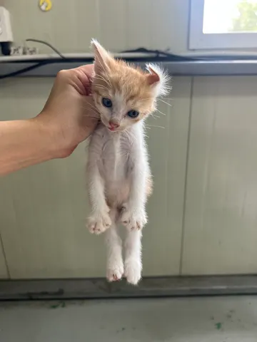 한국 고양이 · 00310, 가족을 기다리는 고양이