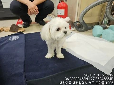 말티즈 · 00250, 가족을 기다리는 강아지