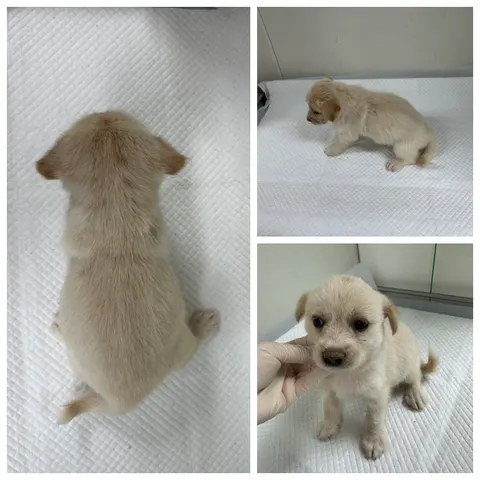 믹스견 · 00568, 가족을 기다리는 강아지