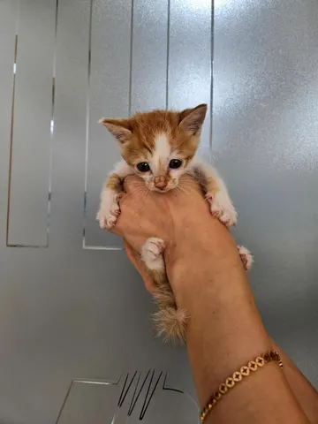 한국 고양이 · 00459, 가족을 기다리는 고양이