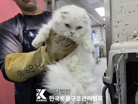 먼치킨 · 00171, 가족을 기다리는 고양이
