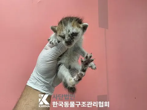 한국 고양이 · 00177, 가족을 기다리는 고양이