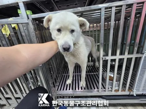 믹스견 · 00644, 가족을 기다리는 강아지