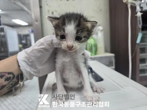 한국 고양이 · 00625, 가족을 기다리는 고양이
