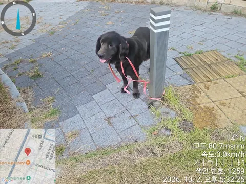 기타 · 00270, 가족을 기다리는 강아지