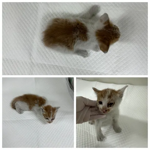 한국 고양이 · 00678, 가족을 기다리는 고양이