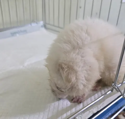 믹스견 · 00274, 가족을 기다리는 강아지