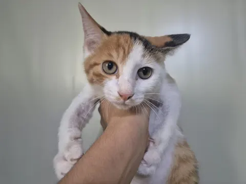 한국 고양이 · 00637, 가족을 기다리는 고양이