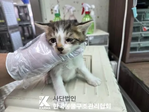 한국 고양이 · 00180, 가족을 기다리는 고양이