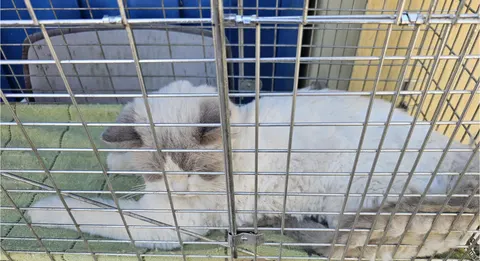 한국 고양이 · 00396, 가족을 기다리는 고양이