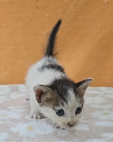 믹스묘 · 00738, 가족을 기다리는 고양이