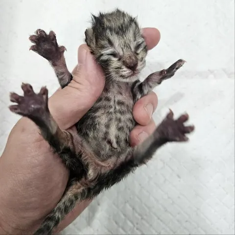 한국 고양이 · 00226, 가족을 기다리는 고양이