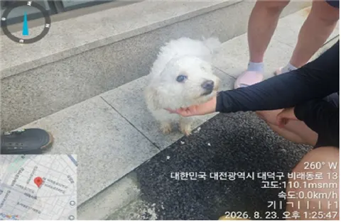 비숑 프리제 · 00104, 가족을 기다리는 강아지