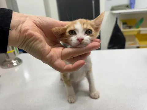 한국 고양이 · 00970, 가족을 기다리는 고양이