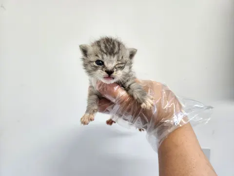 한국 고양이 · 00603, 가족을 기다리는 고양이