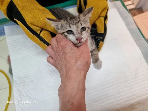 한국 고양이 · 00254, 가족을 기다리는 고양이