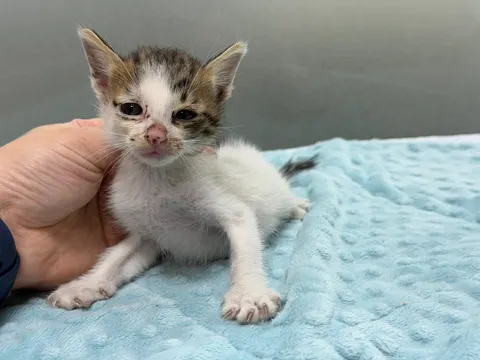 한국 고양이 · 00068, 가족을 기다리는 고양이