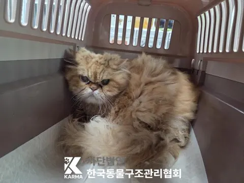 페르시안 · 00124, 가족을 기다리는 고양이