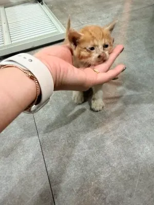 한국 고양이 · 00230, 가족을 기다리는 고양이