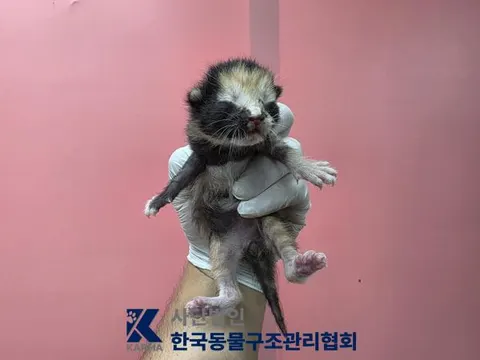 한국 고양이 · 00687, 가족을 기다리는 고양이