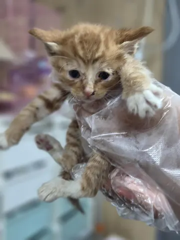 한국 고양이 · 00284, 가족을 기다리는 고양이